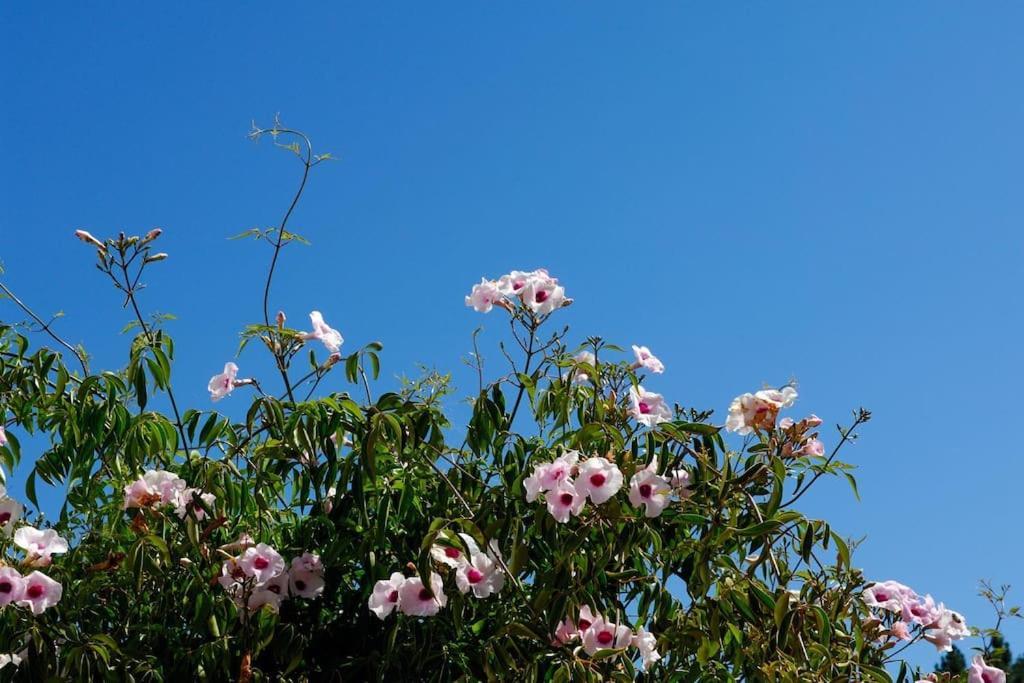 Vale Do Guizo: Casa Poente On The Contryside, Close By The Sea. อัลเจซูร์ ภายนอก รูปภาพ